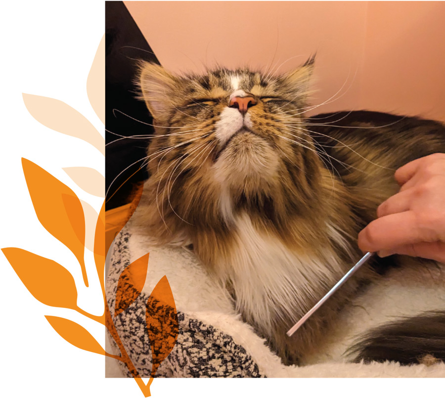 A long-haired tabby cat with eyes closed tilts its head back while being brushed by a person. The cat is tucked into a soft, mottled cat bed.