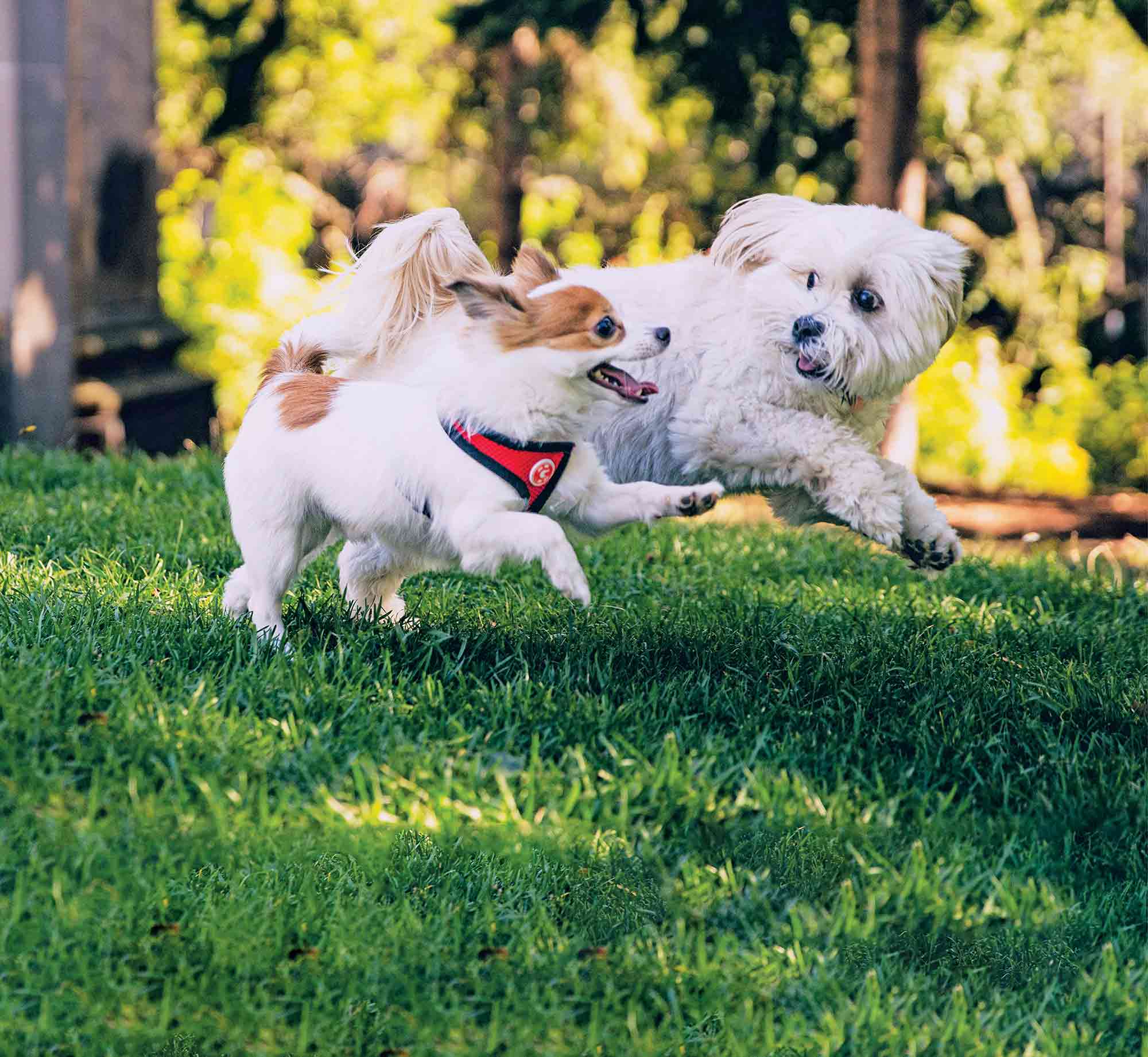 ### **dna-feature-img.jpg**</p>
<p>Two small, fluffy dogs playfully running and chasing each other across a green lawn.