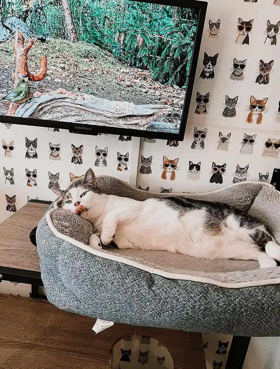 A white and tabby cat licks its nose while lounging in a plush gray bed beneath a TV showing a nature scene. The background features wallpaper patterned with cartoon cats wearing sunglasses.