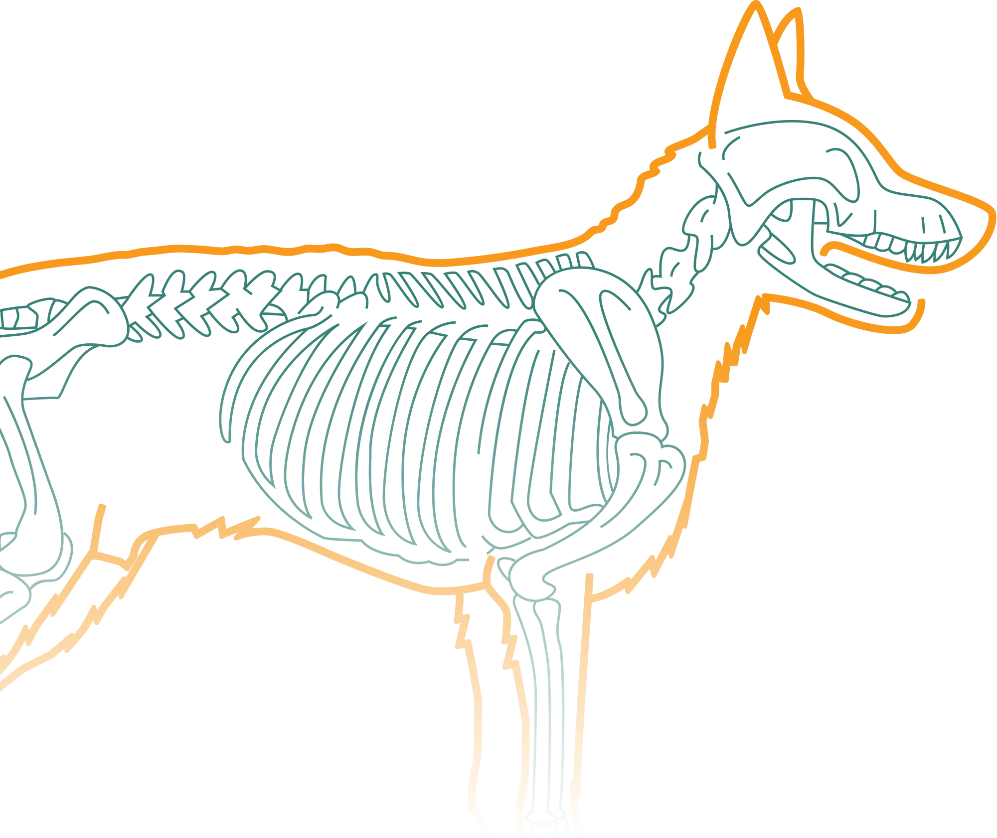 Vector line drawing showing a dog's orange body silhouette overlaid with a green skeletal system diagram.