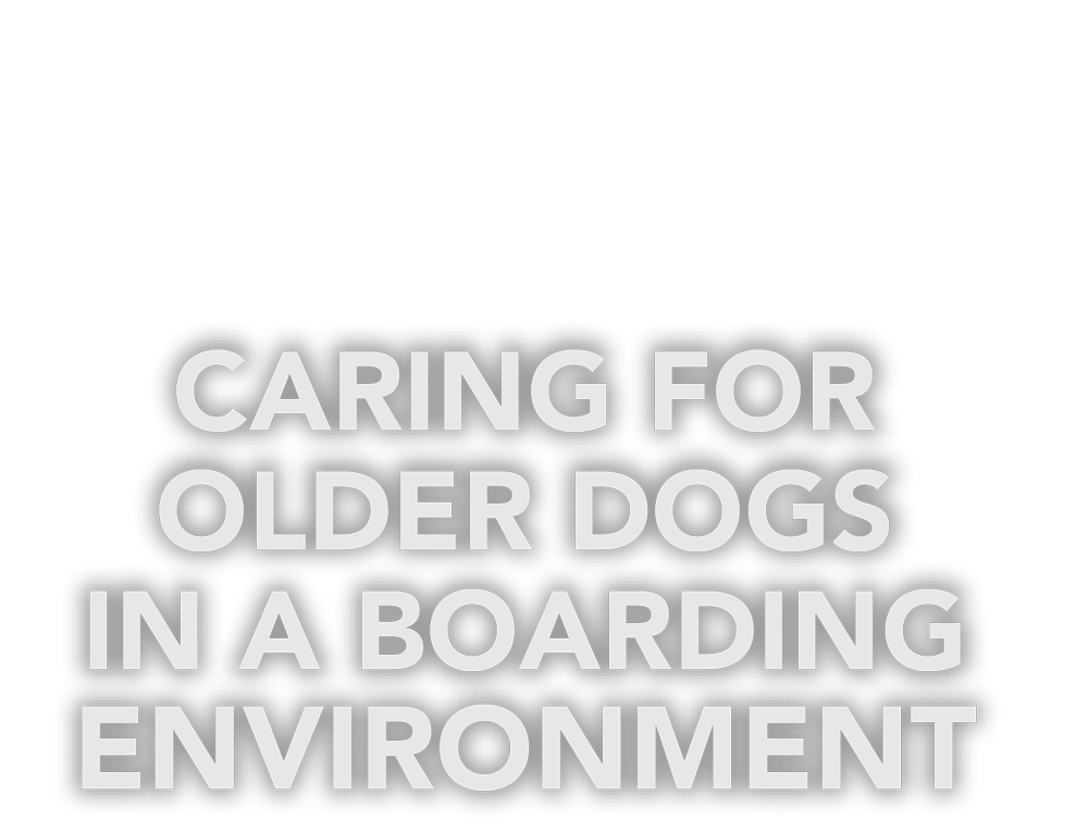 Seniors on Staycation: Caring for Older Dogs in a Boarding Environment cover typography