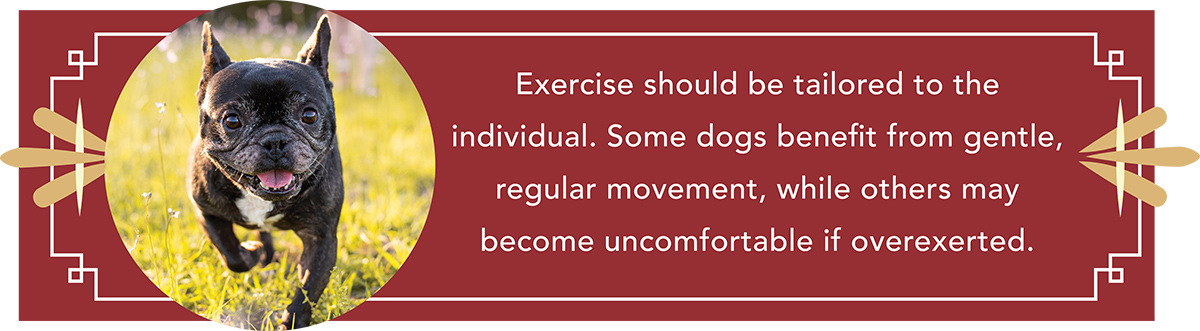 Horizontal red banner featuring a black French bulldog and a quote about tailored dog exercise.