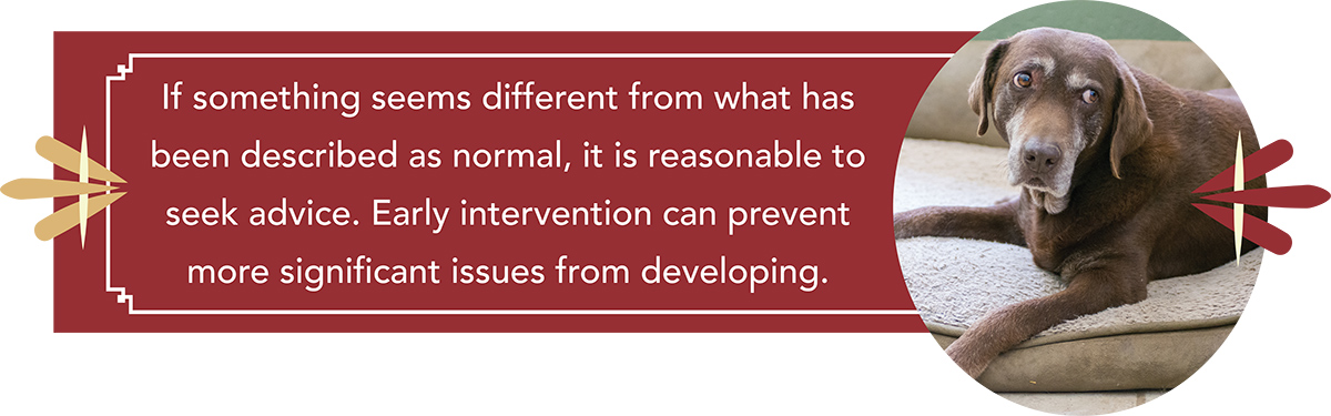 Horizontal red banner featuring an older chocolate labrador and text emphasizing early intervention and seeking pet care advice.