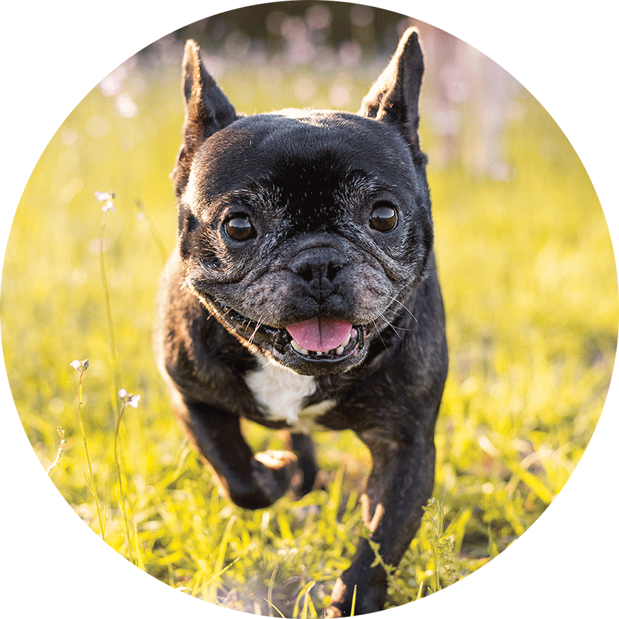 A black French bulldog running