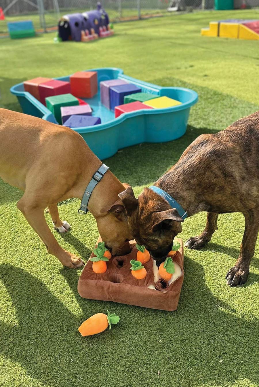 Two dogs playing with a carrot-themed plush puzzle toy on an outdoor artificial grass lawn.