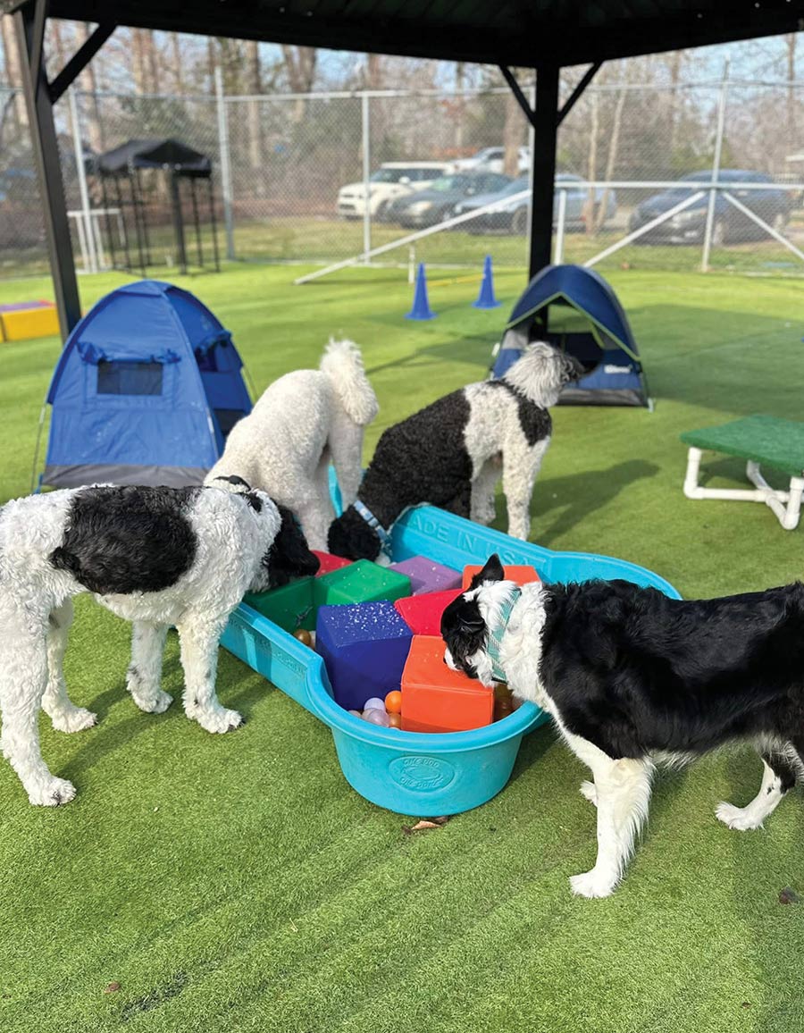 Several dogs playing around a blue plastic pool filled with large colorful foam blocks.