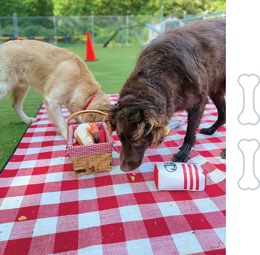 Two dogs inspecting plush food toys on a red and white checkered picnic blanket.
