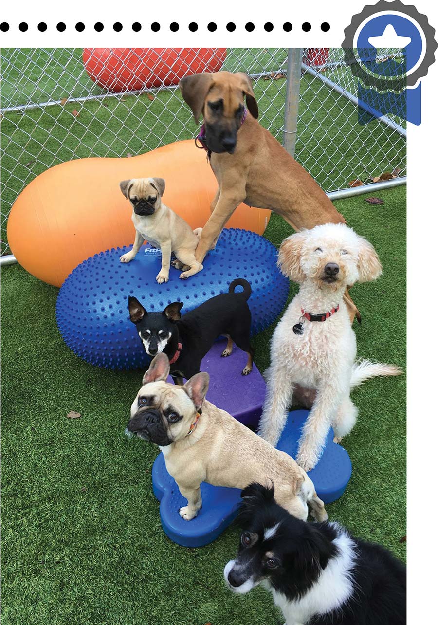 Multiple dogs of various breeds balancing on blue, orange, and purple fitness equipment.