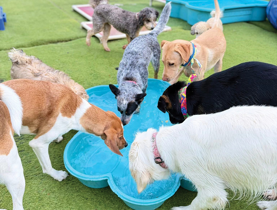 A group of dogs gathered together drinking from a bone-shaped blue plastic wading pool.