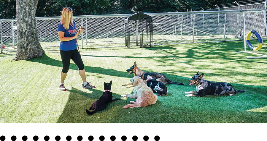 A trainer works with a group of five dogs lying down on an outdoor turf lawn.