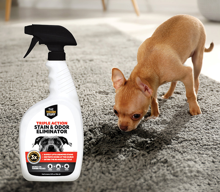 Chihuahua sniffing a carpet next to a bottle of Stain & Odor Eliminator spray.