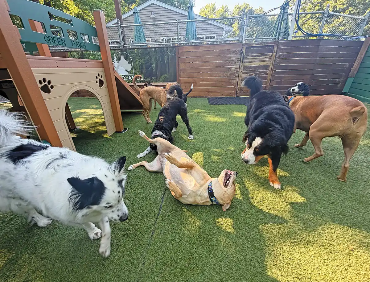 Multiple dogs playing together in an outdoor artificial turf yard with play structures, including a tan dog rolling happily on its back.
