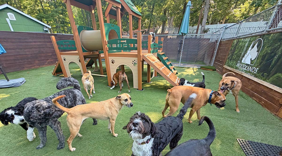 The Woodlands Luxury Pet Resort & Spa: A Legacy of Customized Care article imagery and typography