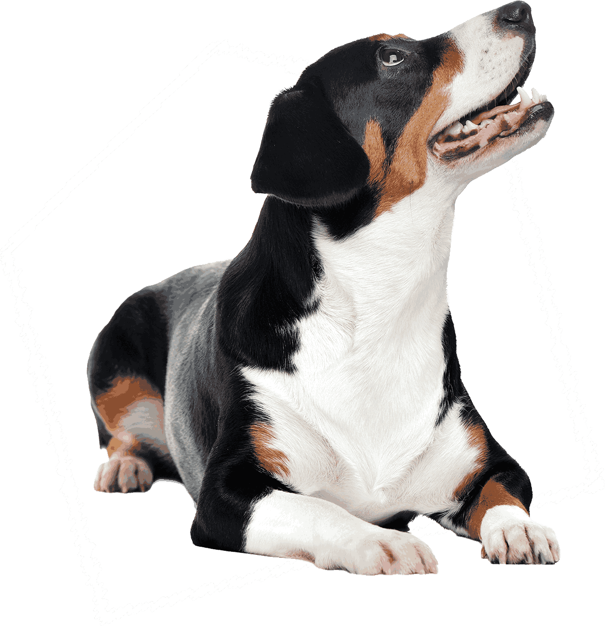 Tri-color dog lying down and looking upward