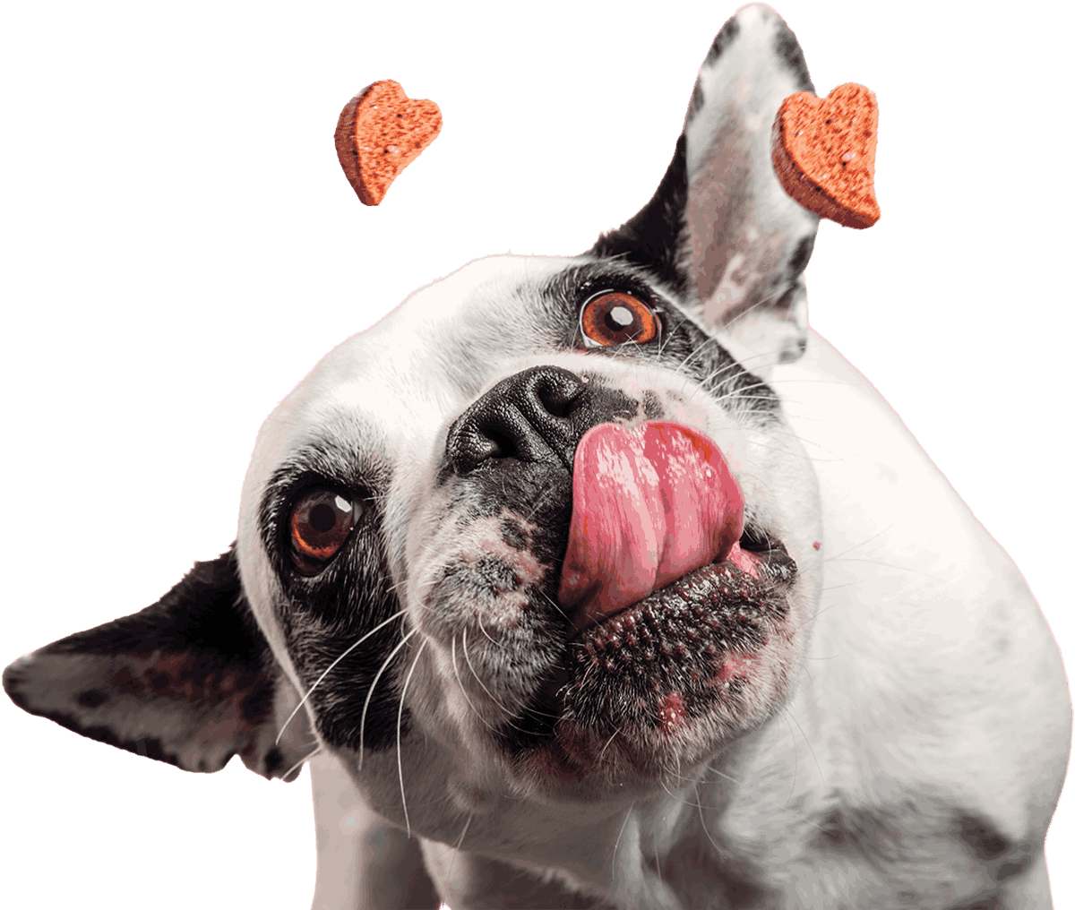 A French bulldog licking its nose as heart-shaped treats toss above its head.